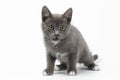 Playful Gray Kitty on White Background Royalty Free Stock Photo