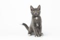 Playful Gray Kitty on White Background Royalty Free Stock Photo