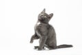 Playful Gray Kitty on White Background Royalty Free Stock Photo