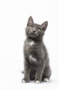 Playful Gray Kitty on White Background Royalty Free Stock Photo