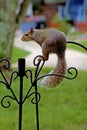 Playful gray squirrel hanging around. Royalty Free Stock Photo