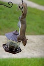 Playful gray squirrel hanging around.