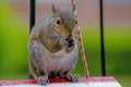 Playful gray squirrel sitting on a bird houe.