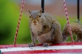 Playful gray squirrel sitting on a bird houe.