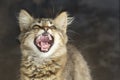 Playful gray striped cat with open mouth yawns closeup on a little blurred background. Portrait of domestic cat