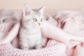 Playful gray striped kitten sits on knitted pink blanket