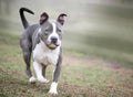 A playful gray and white Pit Bull Terrier mixed breed dog with a ball Royalty Free Stock Photo