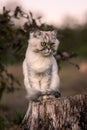 Playful grey groomed persian chinchilla cat with green eyes sitting on a tree stump outside in the forest at sunset.