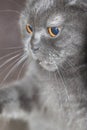 Playful Grey Lop-Eared Scottish Fold Young Cat Close Up Royalty Free Stock Photo