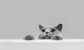 Playful grey purebred cat peeking out