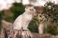 Playful grey purebred groomed cat with green eyes sitting outside on a tree stump in the garden