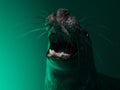 Playful grey seal Royalty Free Stock Photo