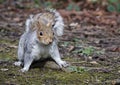 A playful Grey Squirrel ready to pounce