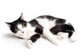 Playful Grey and White Cat Lying on Side Royalty Free Stock Photo