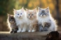 A playful group of adorable kittens sitting together on a log, enjoying the warmth of the sun, Three Siberian breed kittens Royalty Free Stock Photo