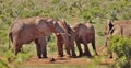 Playful Group of Elephants at Addo Elephant National Park Royalty Free Stock Photo