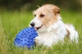 Playful happy active dog puppy as chewing, biting a toy in the grass Royalty Free Stock Photo