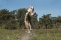 Playful  happy Australian shepherd jumping on a sunny day outdoors Royalty Free Stock Photo