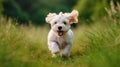 Playful happy cute smiling pet dog puppy running, jumping in the grass. Generative AI Royalty Free Stock Photo