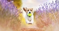 Playful happy dog jumping in the lavender field, puppy trick