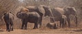 Playful happy Elephant family Royalty Free Stock Photo