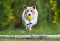 Playful happy pet dog jumping, agility training Royalty Free Stock Photo