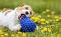 Playful happy pet dog puppy chewing, playing with a toy ball in the grass Royalty Free Stock Photo