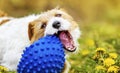 Playful happy pet dog puppy chewing, playing with a toy ball in the grass Royalty Free Stock Photo