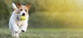 Playful happy pet dog puppy playing with a tennis ball, web banner