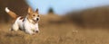 Playful happy pet dog puppy running in the grass