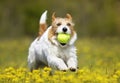 Playful happy pet dog puppy running, walking in yellow flowers