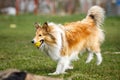 Playful happy pet dog puppy sheltie running in the grass and playing with a ball. Royalty Free Stock Photo