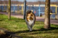 Playful happy pet dog puppy sheltie running in the grass and playing with a ball. Royalty Free Stock Photo