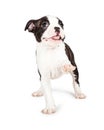 Playful and Happy Puppy Raising Paw Up Royalty Free Stock Photo