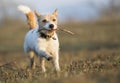 Playful happy running pet dog puppy playing with a stick Royalty Free Stock Photo