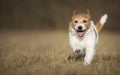 Playful happy smiling pet dog puppy running Royalty Free Stock Photo