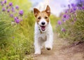 Playful happy smiling pet dog puppy running in summer Royalty Free Stock Photo