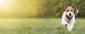 Playful happy smiling pet dog puppy walking in the grass, web banner