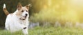 Playful happy smiling pet dog running in the grass and listening with funny ears Royalty Free Stock Photo