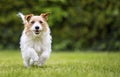 Playful happy smiling pet dog running in the grass