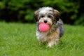 Playful havanese puppy brings a pink ball in the grass Royalty Free Stock Photo