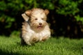 Playful havanese puppy chasing a ball