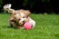 Playful havanese puppy chasing a pink ball