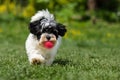Playful havanese puppy running towards the camera with a ball