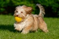 Playful havanese puppy walking with her ball