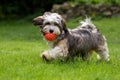 Playful havanese puppy walking with his ball