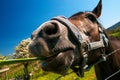 Playful horse in Connemara County Galway