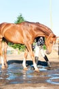 Playful horse enjoying of cooling down in the summer shower