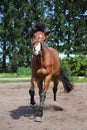 Playful horse galloping free at the field