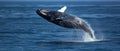 A Playful Humpback Whale Calf Joyfully Leaps Out Of The Ocean